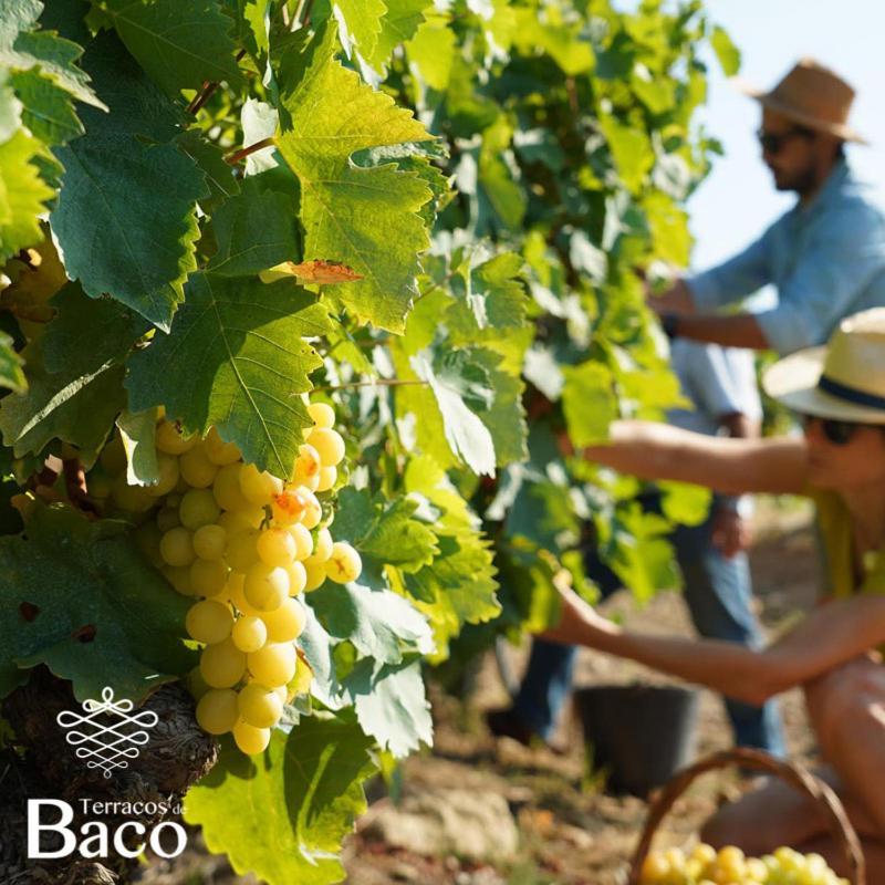 Terracos De Baco Villa Ribalonga Екстериор снимка